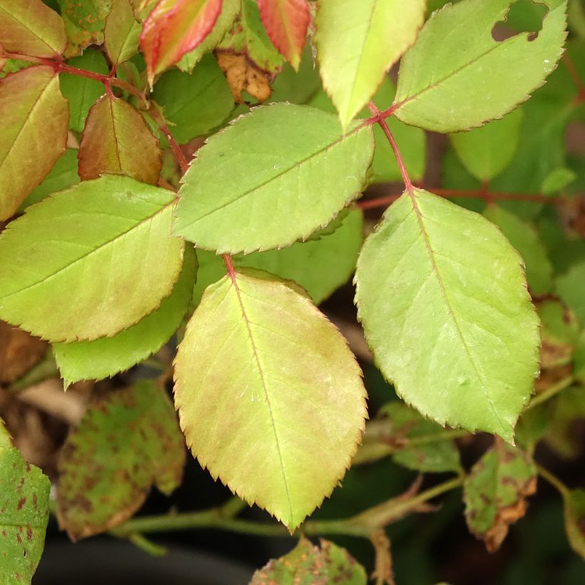 Rosier ancien Gruss An Aachen (Foliage)
