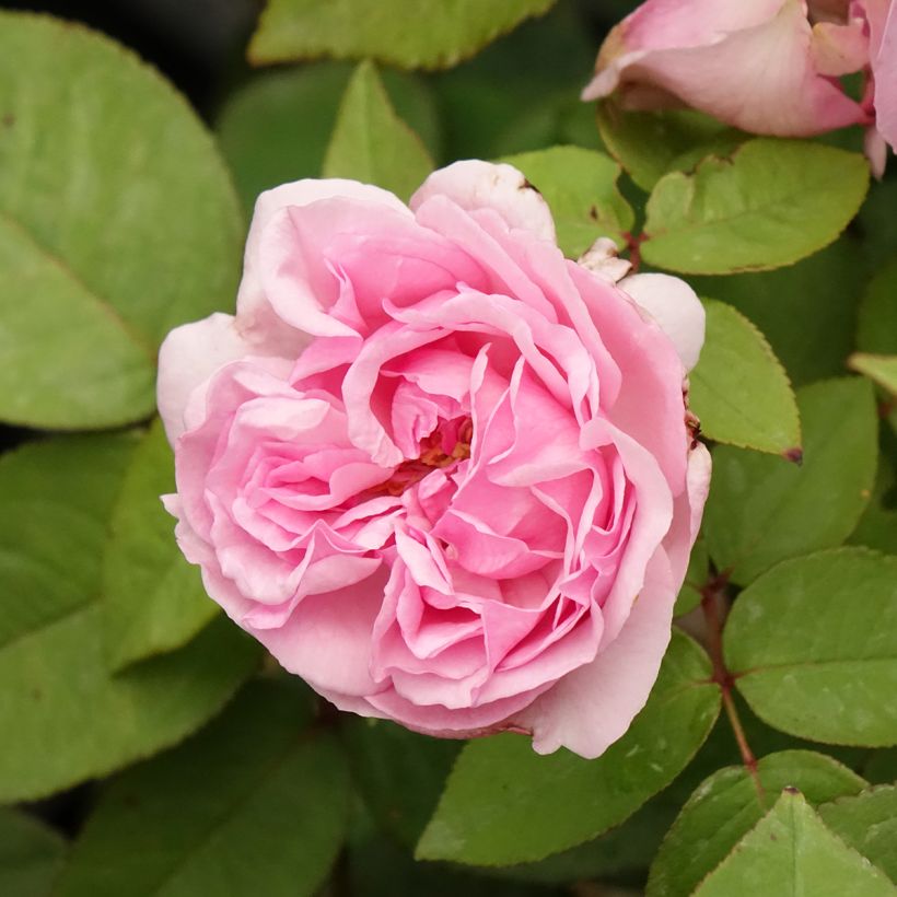 Rosier ancien Madame Ernest Calvat (Flowering)