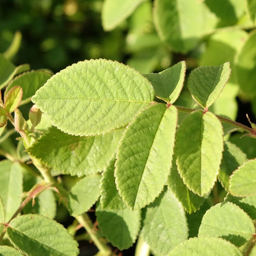 Rosier ancien Mme Hardy (Foliage)