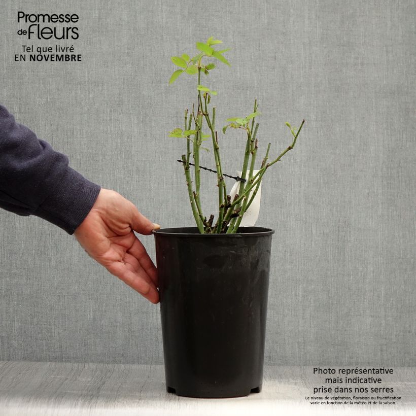 Example of Rosier ancien Mrs John Laing Pot de 4L/5L as you get in automne