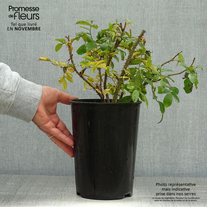 Example of Rosier ancien Pink Grootendorst Pot de 4L/5L as you get in automne