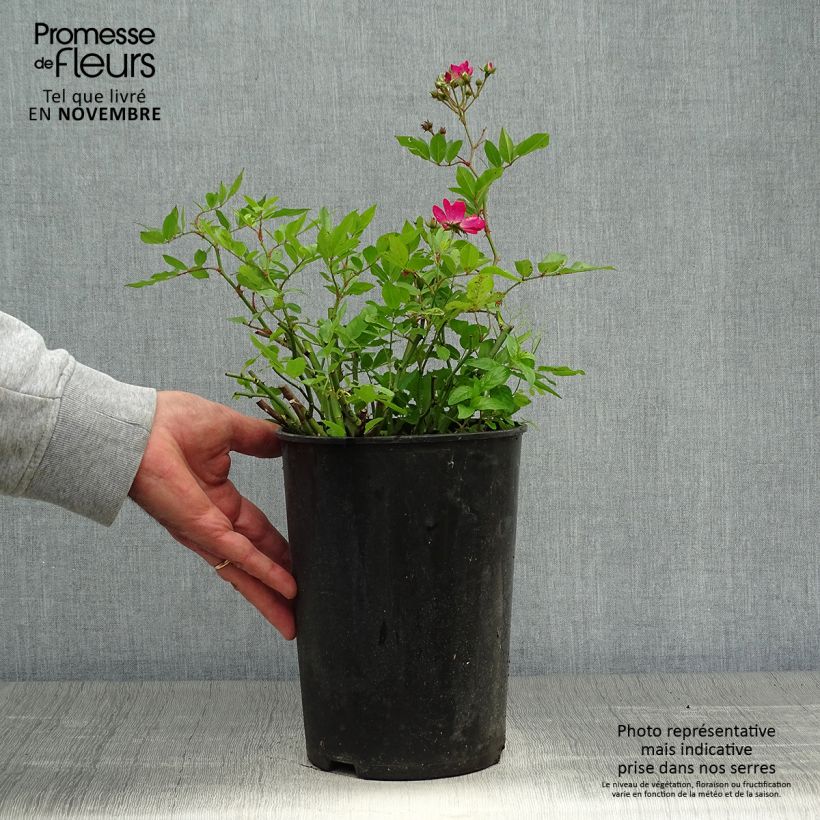 Example of Rosier ancien Red Ballerina Pot de 4L/5L as you get in automne
