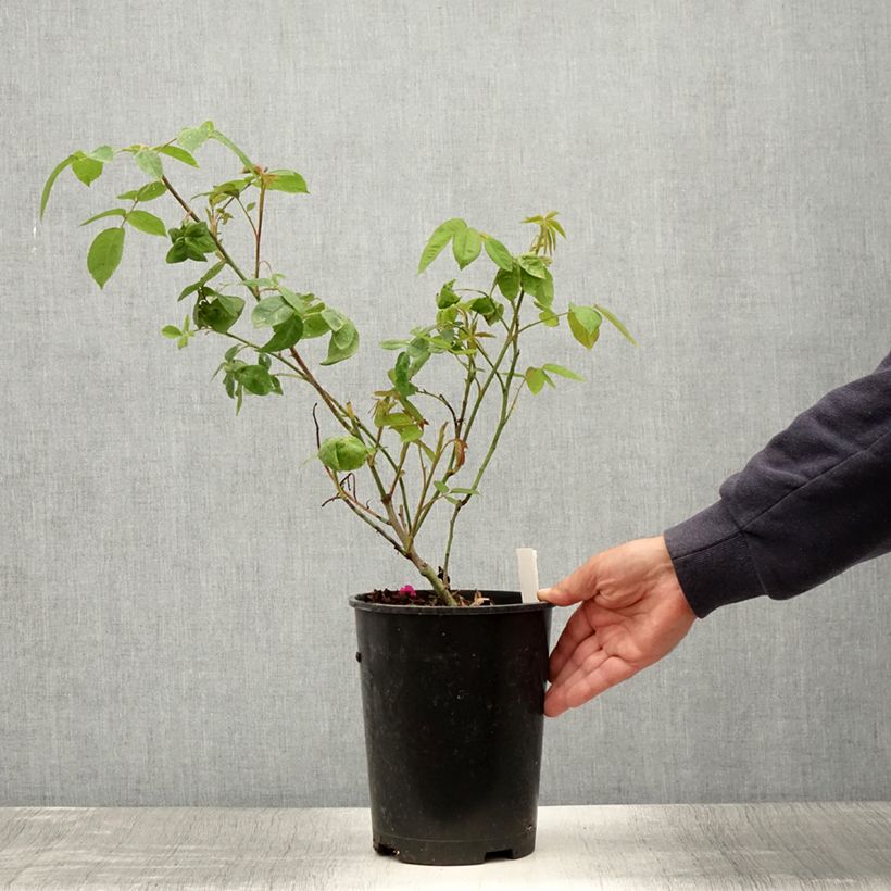 Example of Rosier ancien Reine des Violettes Pot de 4L/5L as you get in ete