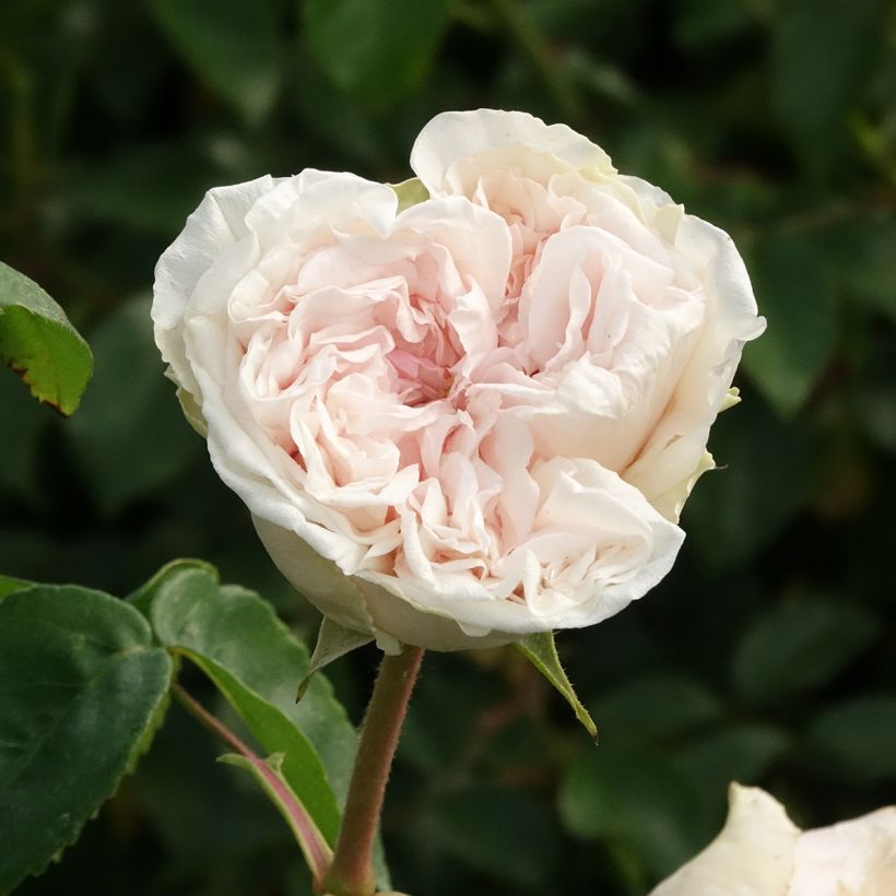 Rosier ancien Souvenir de la Malmaison (Flowering)