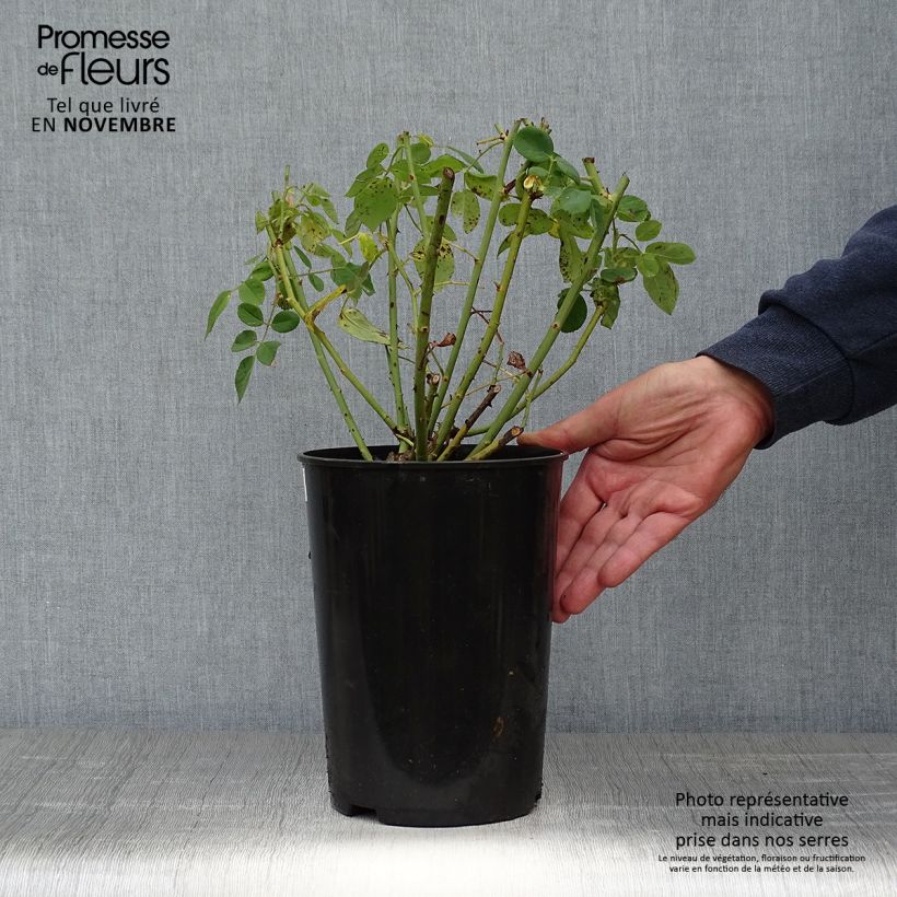 Example of Rosier ancien Souvenir du Dr Jamain Pot de 4L/5L as you get in automne