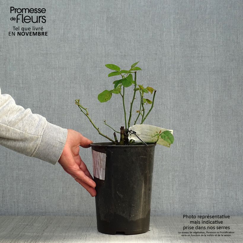 Example of Rosier ancien Ulrich Brunner fils Pot de 4L/5L as you get in automne