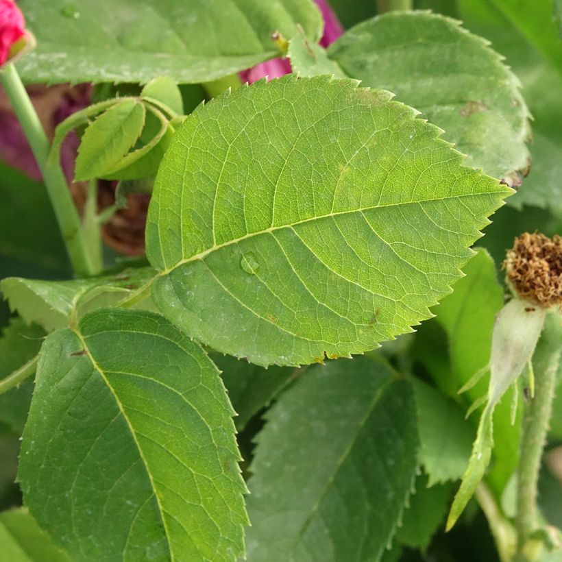 Rosier ancien Ulrich Brunner fils (Foliage)