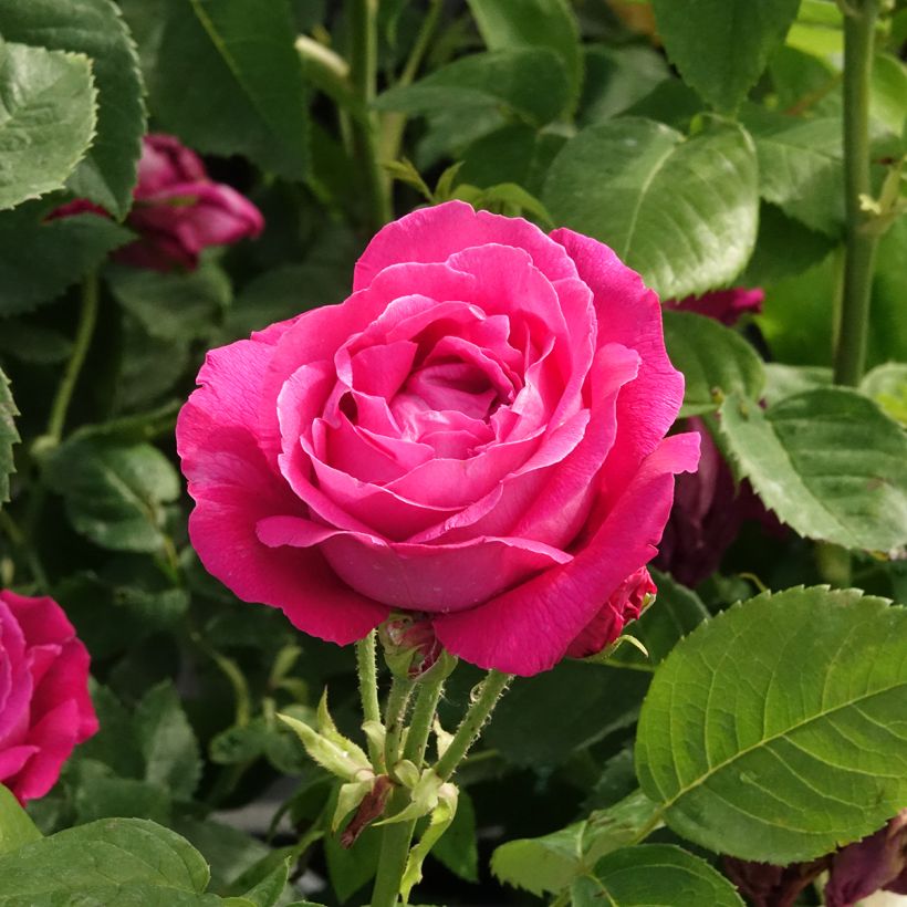 Rosier ancien Ulrich Brunner fils (Flowering)