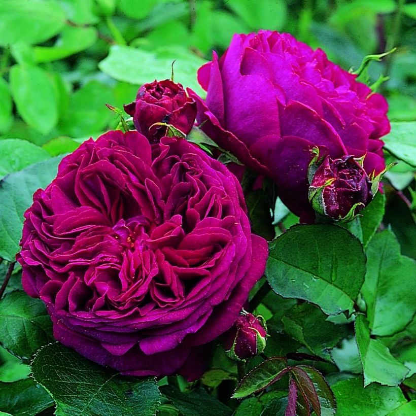 Rosier Anglais David Austin Falstaff (Flowering)