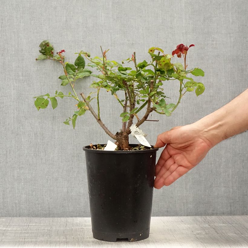 Example of Rosier anglais David Austin Gabriel Oak Pot de 4L/5L as you get in printemps