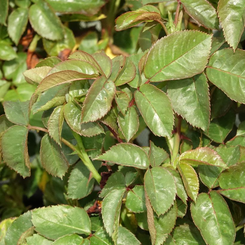 Rosier anglais English Legend Hamlet (Foliage)