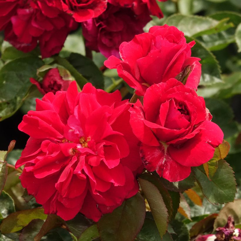 Rosier anglais English Legend Hamlet (Flowering)