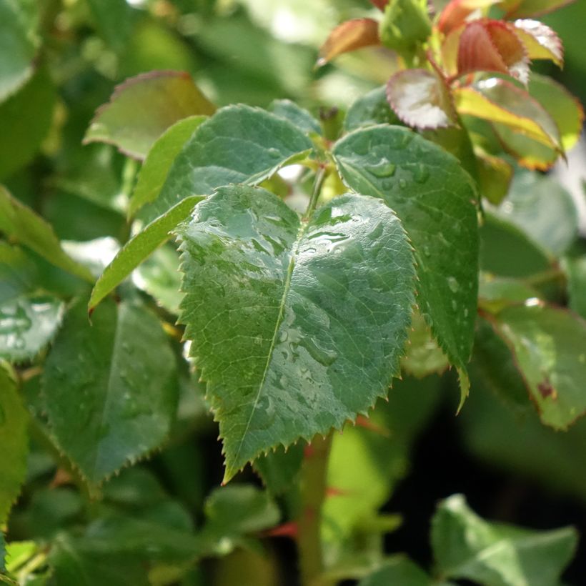 Rosier anglais English Legend Hyde Park (Foliage)
