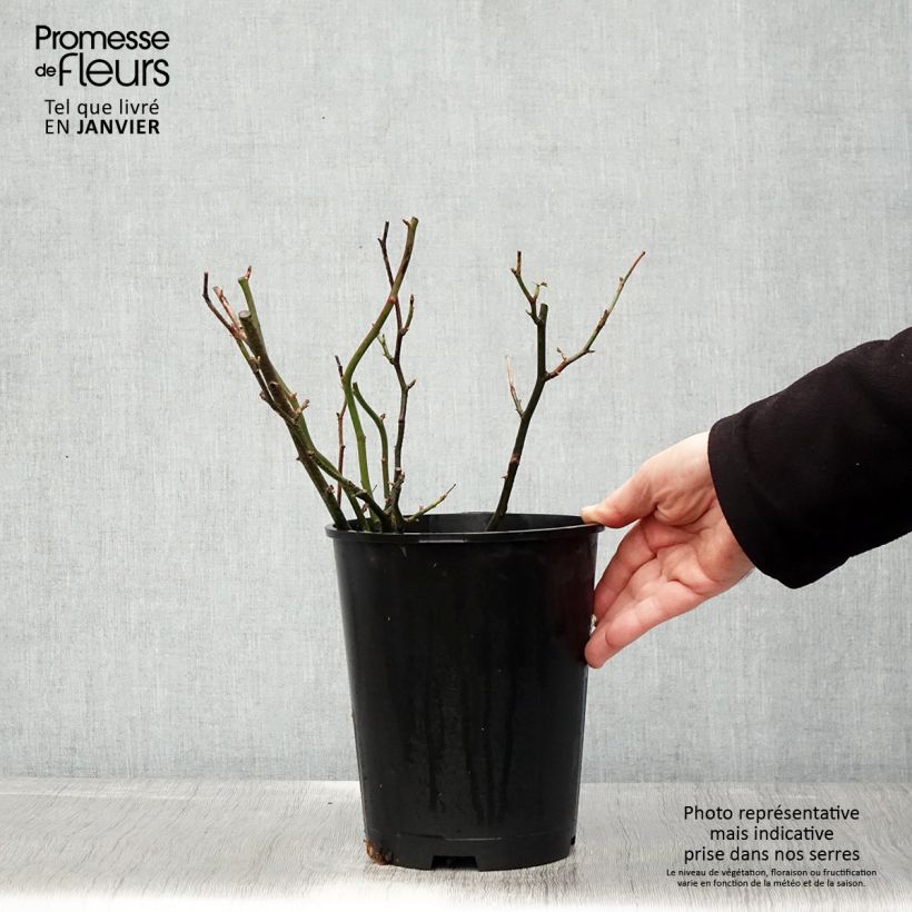 Example of Rosier anglais English Legend Hyde Park Pot de 4L/5L as you get in hiver