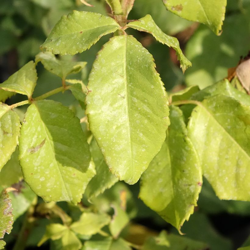 Rosier anglais English Legend Sir Lancelot (Foliage)