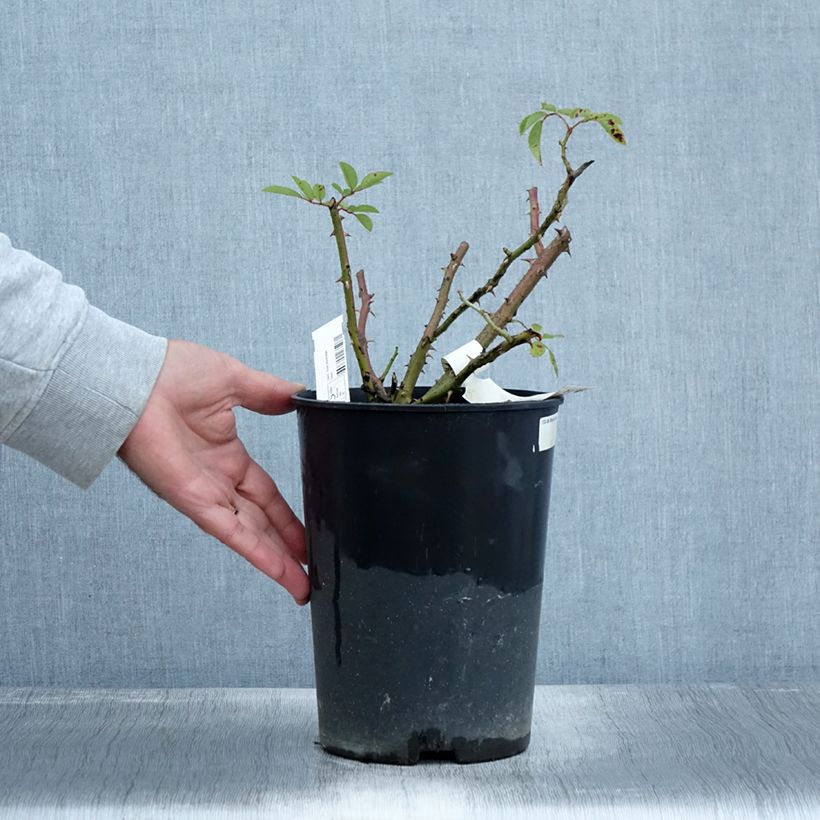 Example of Rosier arbustif Alden Biesen Pot de 4L/5L as you get in automne