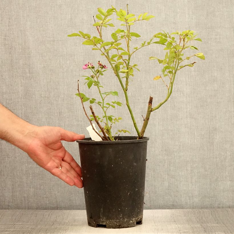Example of Rosier arbustif Allevia Pot de 4L/5L as you get in ete