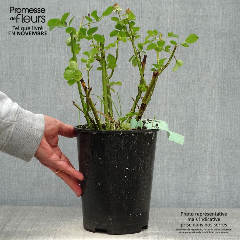 Example of Rosier arbustif Astrid Lindgren Pot de 4L/5L as you get in automne