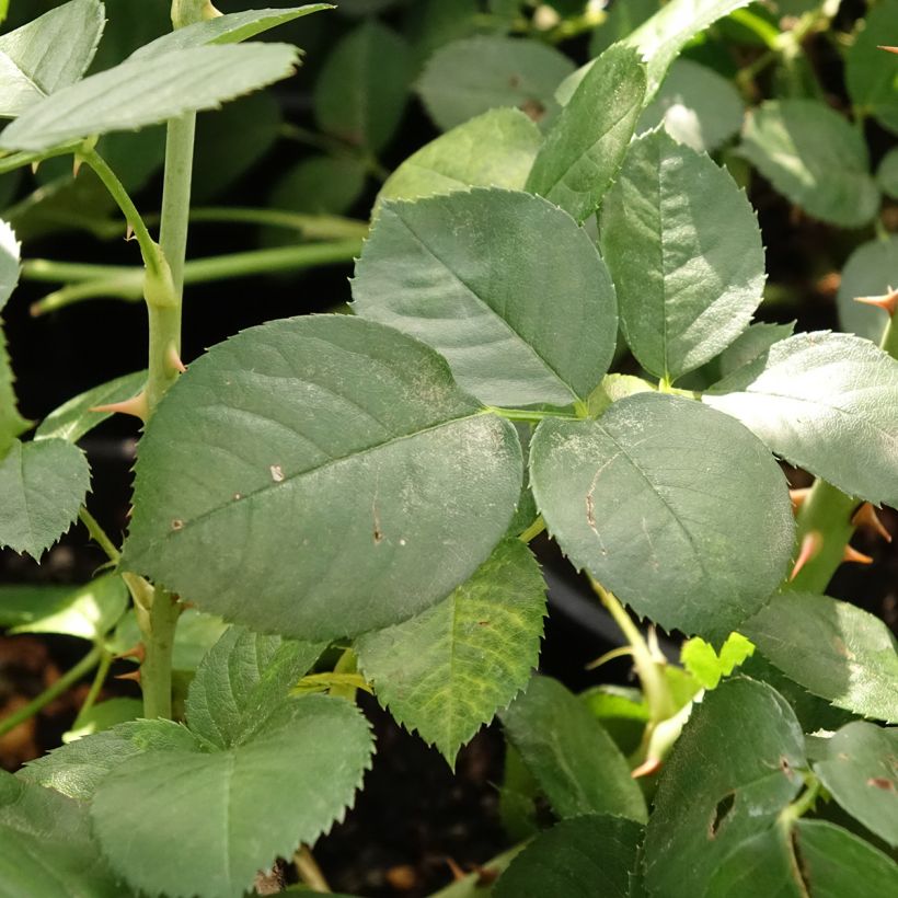 Rosier arbustif Astrid Lindgren (Foliage)