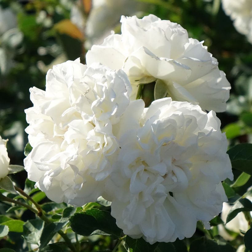 Rosier arbustif Blanc Meillandecor (Flowering)