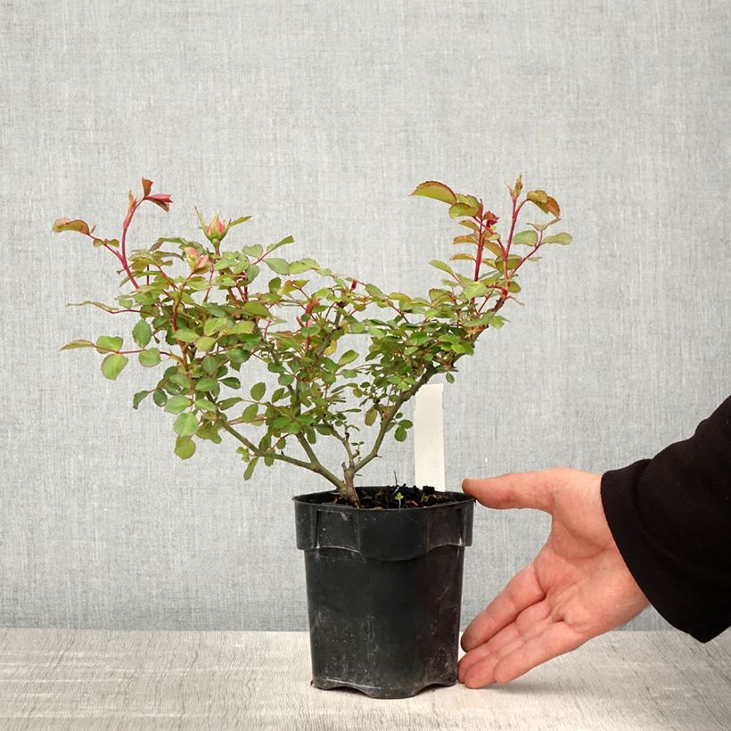 Example of Rosier arbustif Bonica Pot de 10 cm/11cm as you get in printemps
