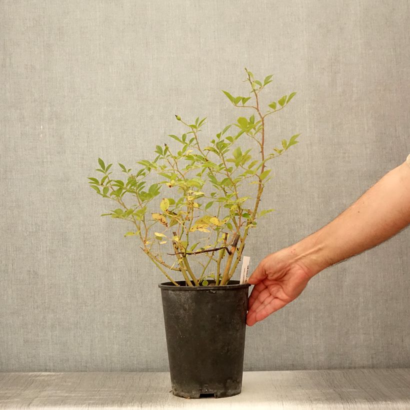 Example of Rosier arbustif Bukavu Pot de 4L/5L as you get in ete