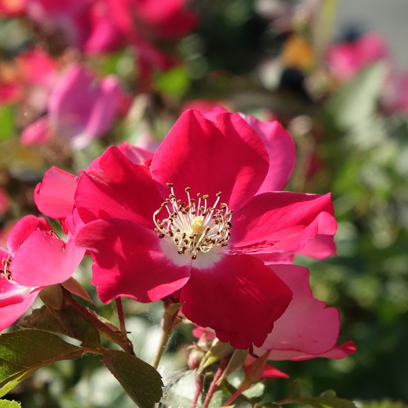 Rosier arbustif Candia Meillandecor (Flowering)
