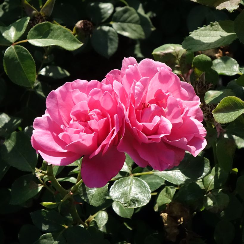 Rosier arbustif Deborah Meillandecor (Flowering)