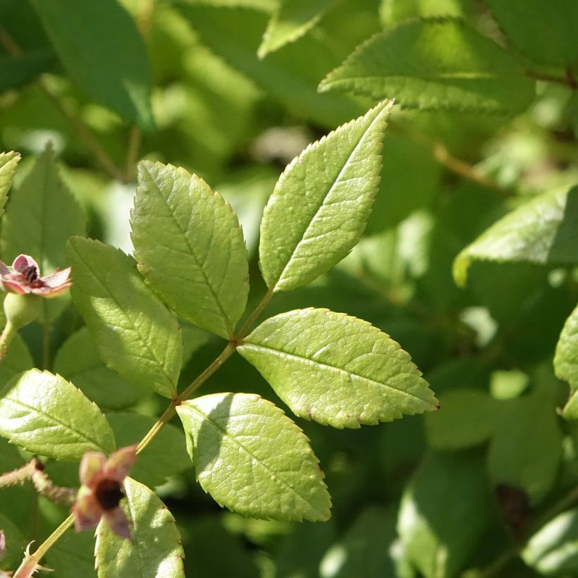 Rosier arbustif Dinky (Foliage)