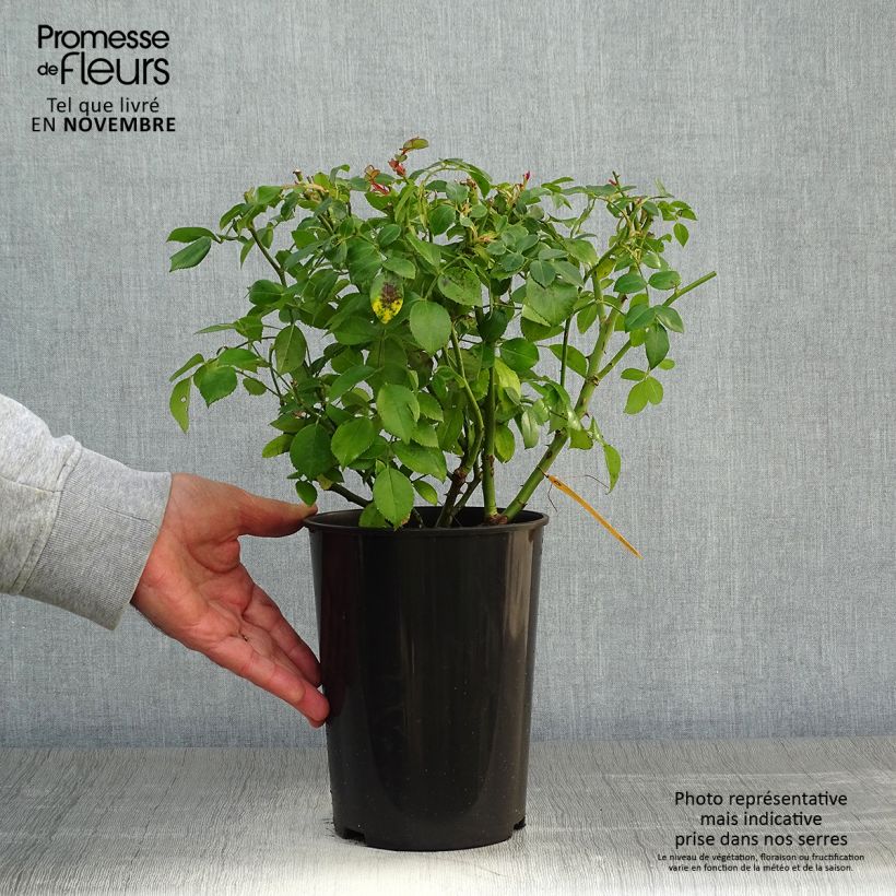 Example of Rosier arbustif Escimo Pot de 3L/4L as you get in automne
