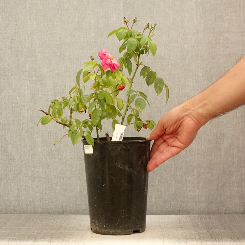 Example of Rosier arbustif  Finn's Rose Pot de 4L/5L as you get in ete