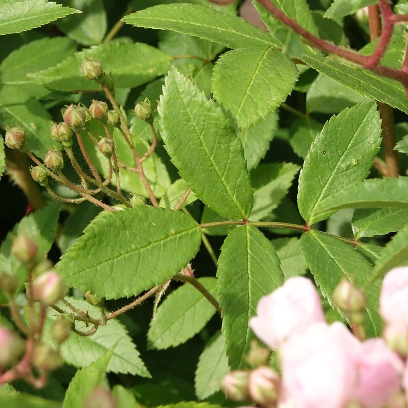 Rosier arbustif Heavenly Pink (Foliage)