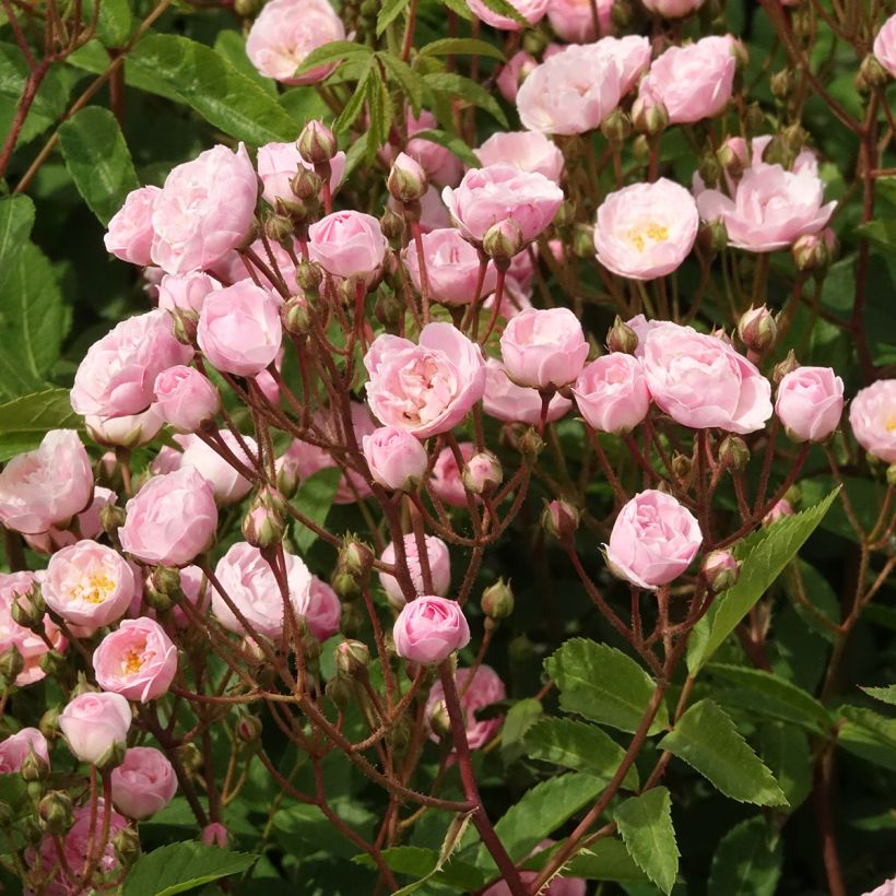 Rosier arbustif Heavenly Pink (Flowering)