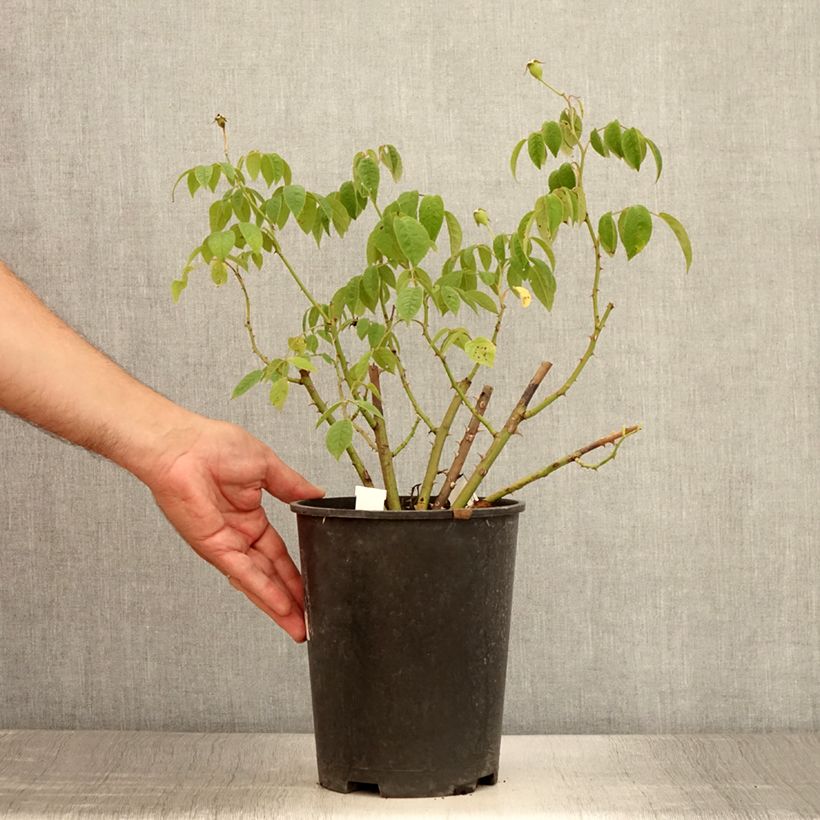 Example of Rosier arbustif Kathleen Pot de 4L/5L as you get in ete