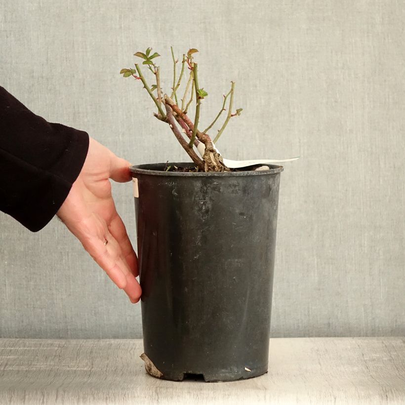Example of Rosier arbustif La Feuillerie Pot de 4L/5L as you get in hiver