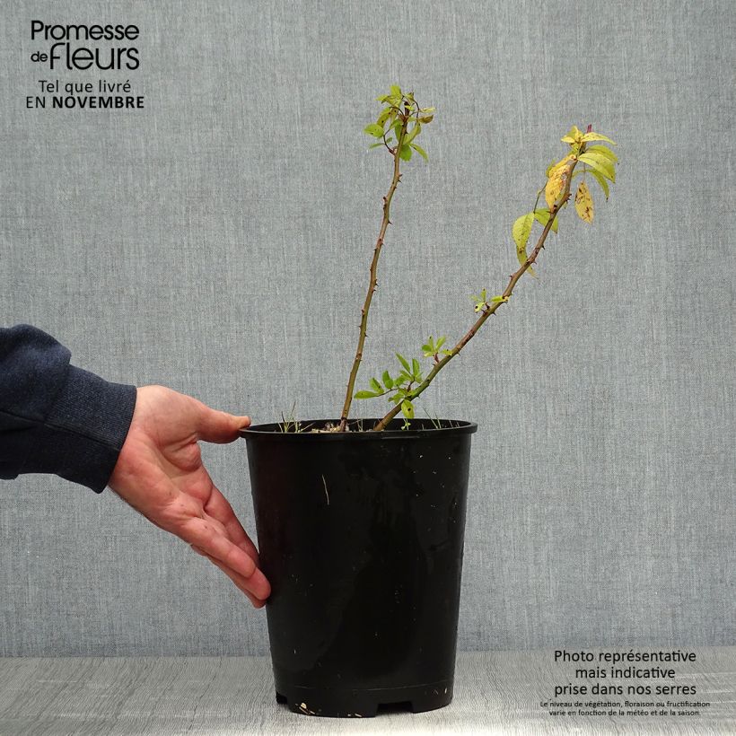 Example of Rosier arbustif Matchball Pot de 4L/5L as you get in automne