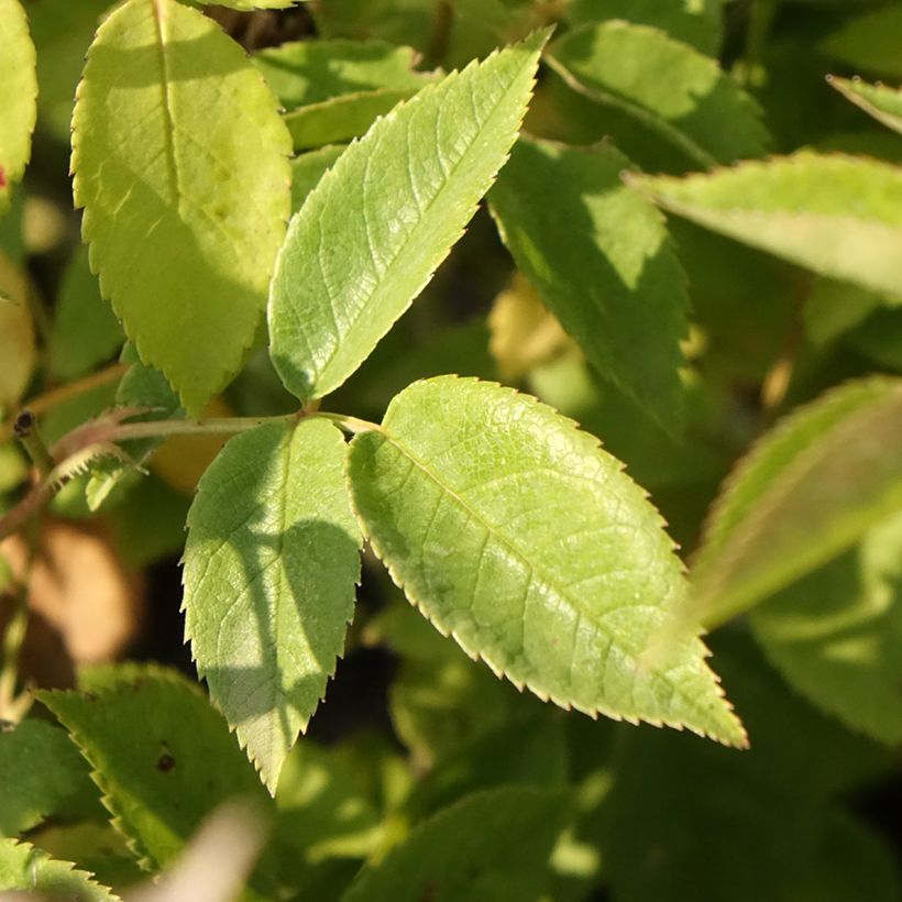Rosier arbustif Petite de Terre Franche (Foliage)