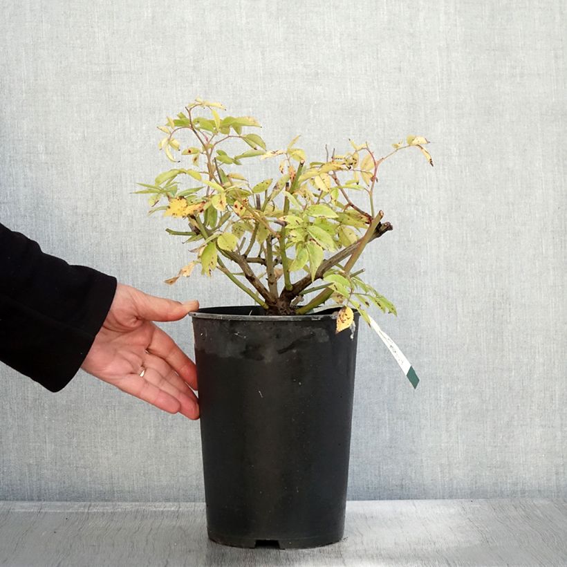 Example of Rosier arbustif Petite de Terre Franche Pot de 4L/5L as you get in automne