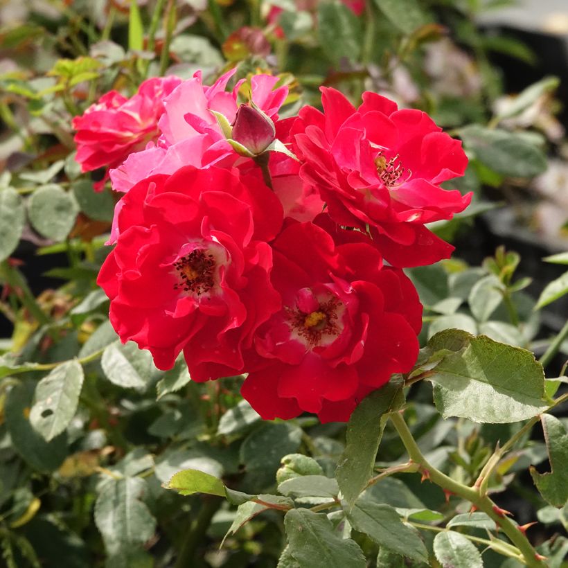 Rosier arbustif Pirouette (Flowering)