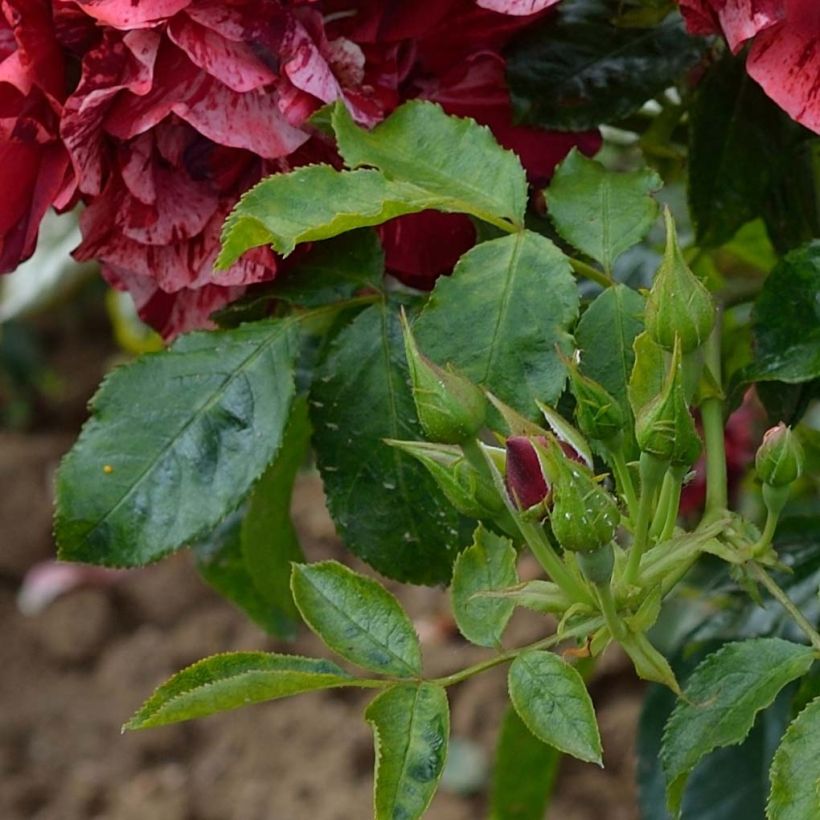 Rosier arbustif La Reine de la Nuit (Foliage)