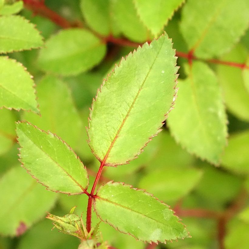 Rosier arbustif Rosy Boom Dynamic Hip Hop  (Foliage)
