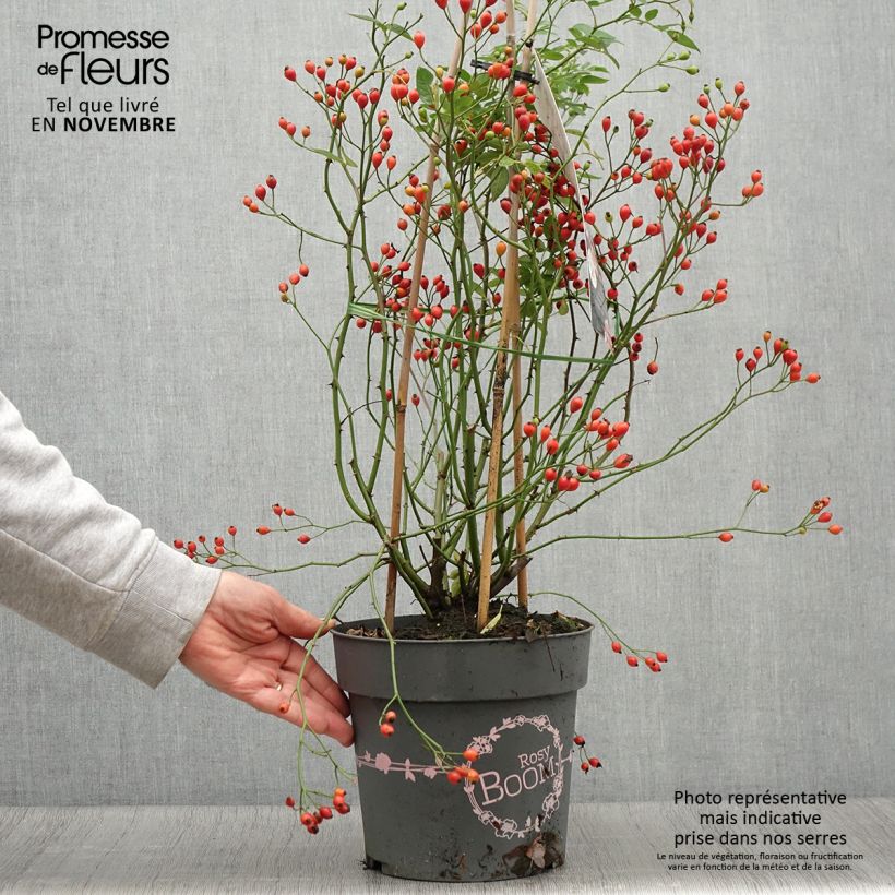Example of Rosier arbustif Rosy Boom Dynamic Hip Hop  Pot de 6L/7L as you get in automne