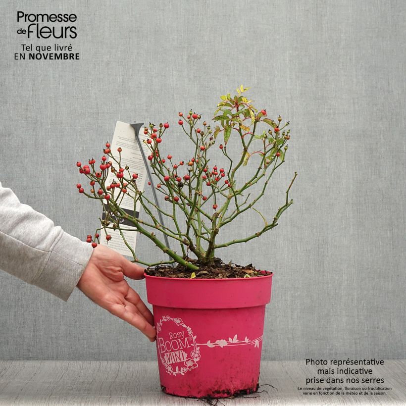 Example of Rosier arbustif Rosy Boom Mini Pot de 6L/7L as you get in automne