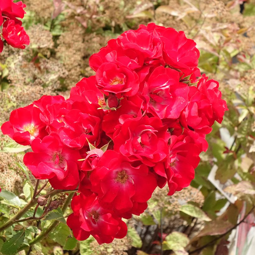 Rosier arbustif Rosy Boom rouge La Belle Rouge (Flowering)