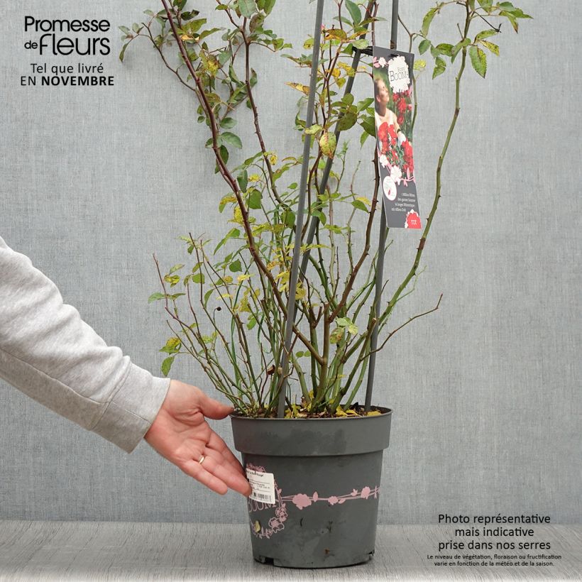 Example of Rosier arbustif Rosy Boom rouge La Belle Rouge Pot de 6L/7L as you get in automne