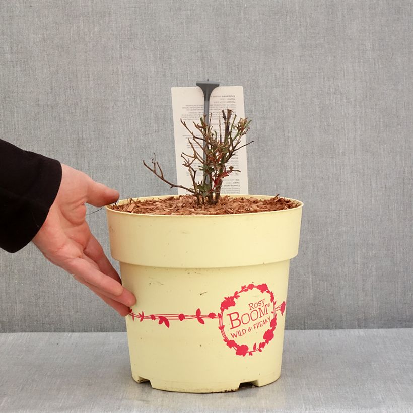 Example of Rosier arbustif Rosy Boom Wild and Freaky Pot de 6L/7L as you get in hiver