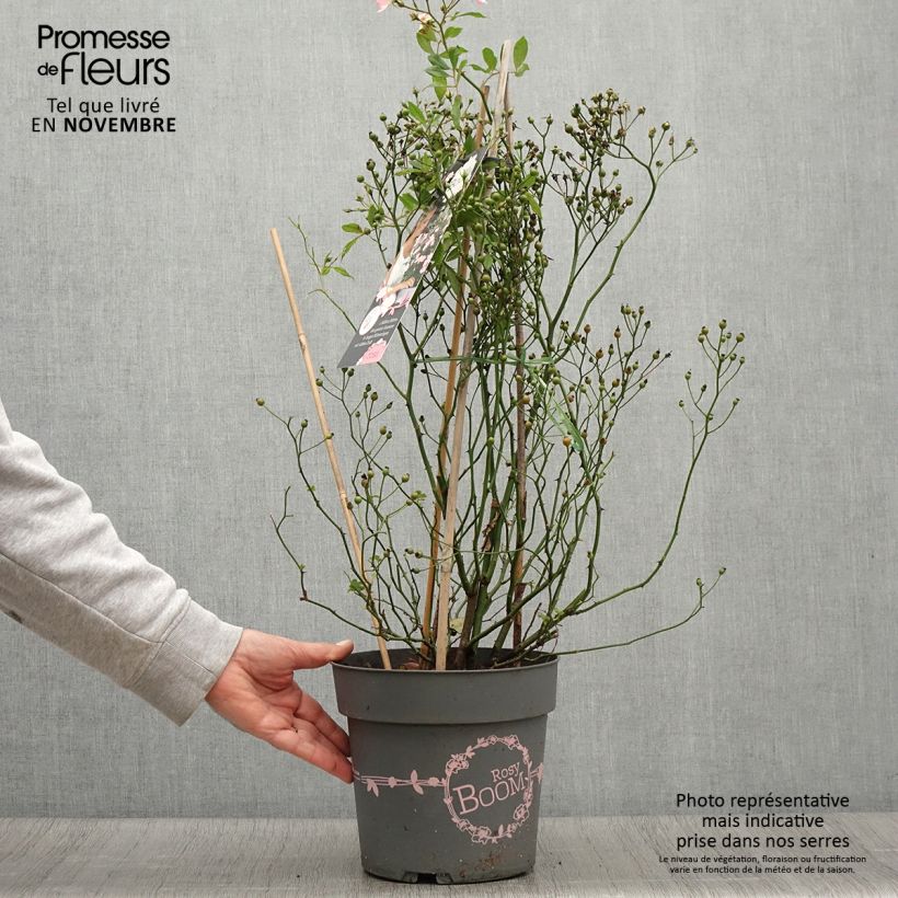 Example of Rosier arbustif Rosy Boom Wildlife Pot de 6L/7L as you get in automne