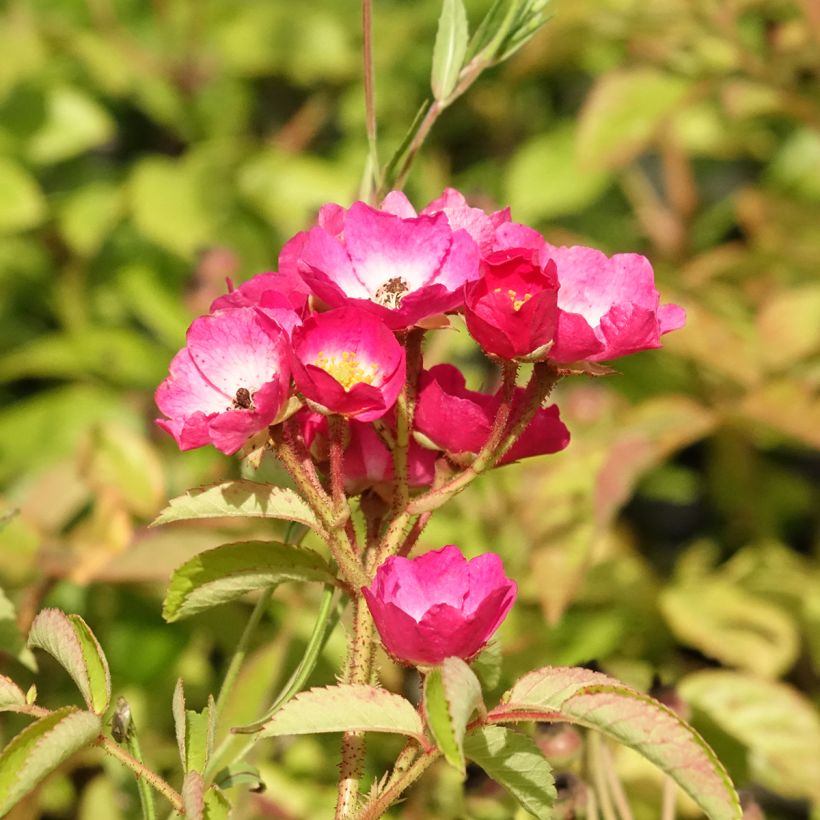 Rosier arbustif Schubert (Flowering)
