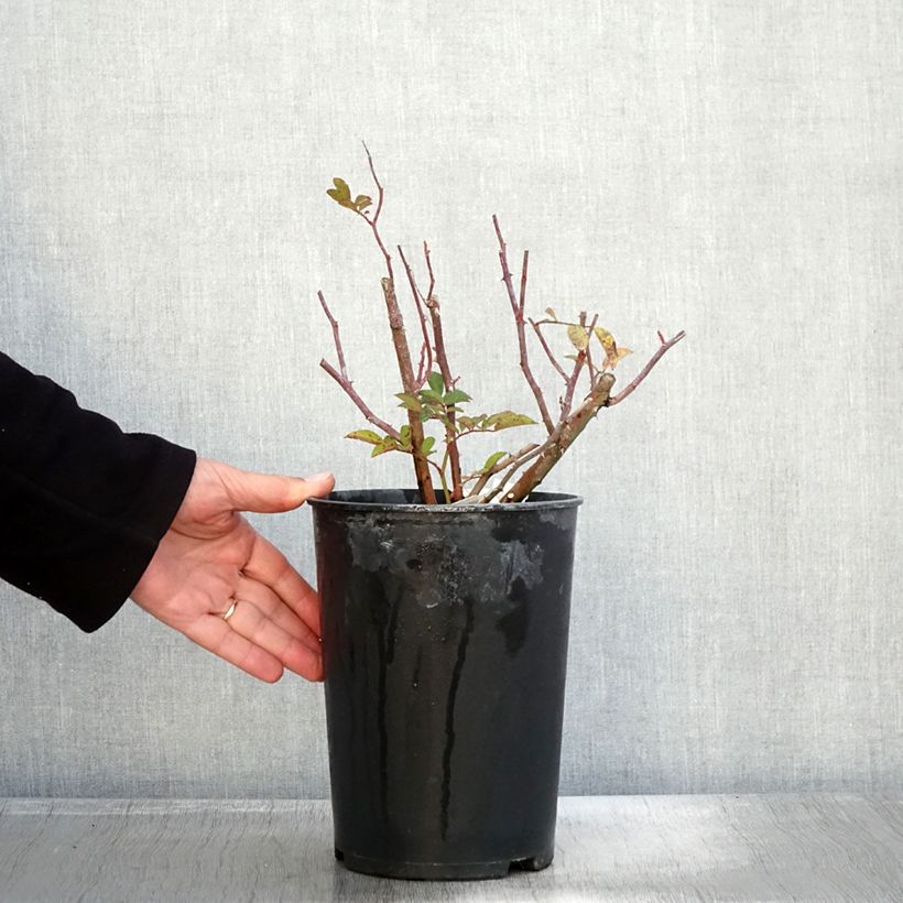 Example of Rosier arbustif Sibelius Pot de 4L/5L as you get in automne