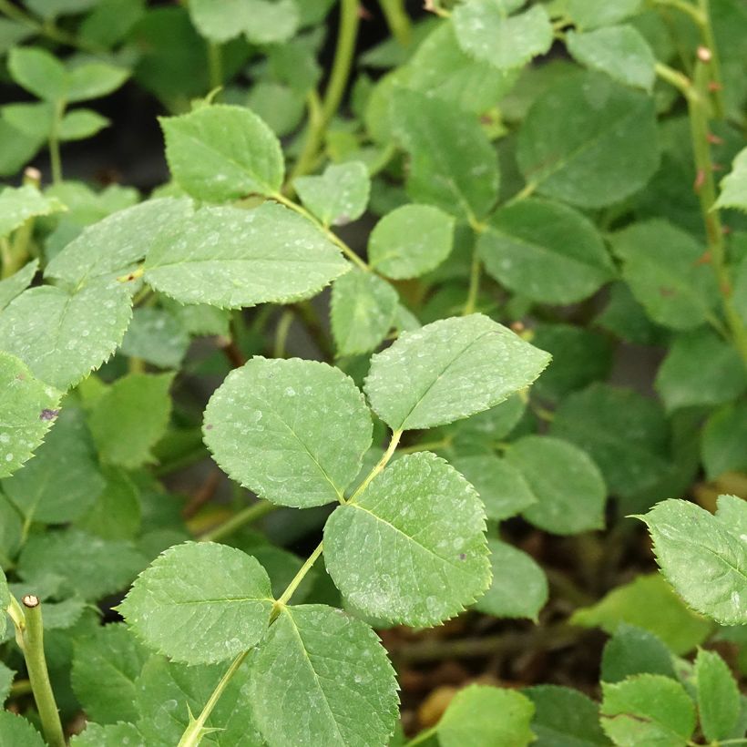Rosier arbustif Soul (Foliage)